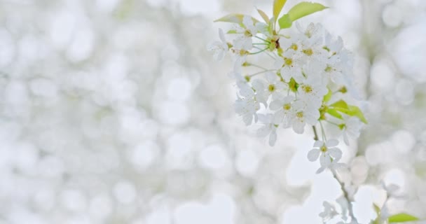 Çiçekleri Güzel Beyaz Taçyaprakları Olan Bir Elma Dalının Yavaş Çekimde — Stok video