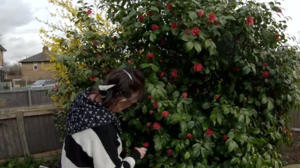 Lady Enjoying Pruning Bush Her Garden Spring Time London — Stock Video