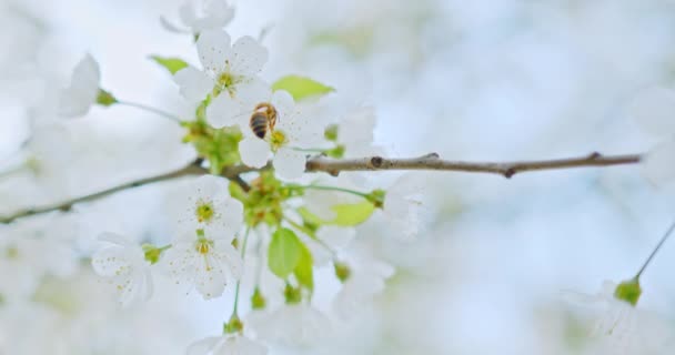 Primo Piano Ape Ramo Melo Con Fiori Bellissimi Petali Bianchi — Video Stock