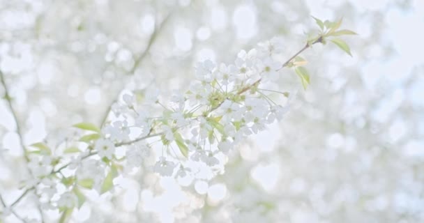 Fechar Ramo Árvore Maçã Com Flores Belas Pétalas Brancas Filmadas — Vídeo de Stock