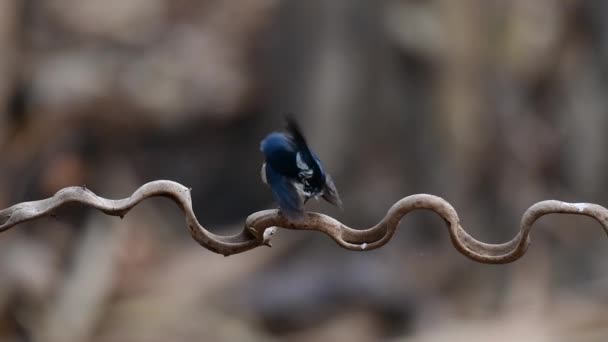 Indochinese Blue Flycatcher Вид Низинних Лісах Таїланду Відомий Своїми Синіми — стокове відео
