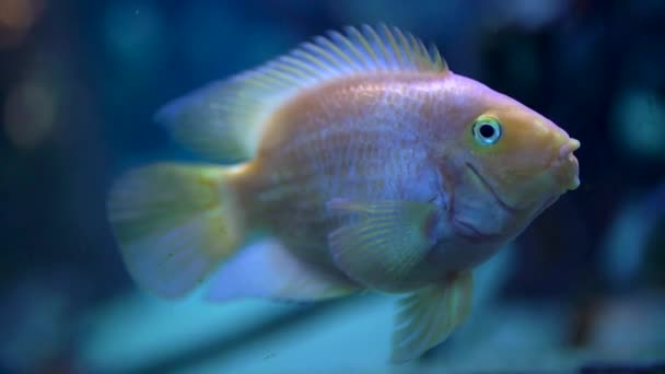 Bunte Fische Aquarium Zeitlupe — Stockvideo