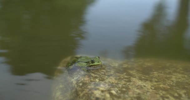 Žába Sedí Kameni Dívá — Stock video