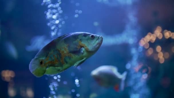 Colorful Fishes Aquarium Slow Motion — Stock Video