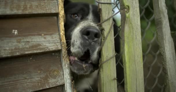 Σκύλοι Γάβγισμα Και Φράχτη Αργή Κίνηση — Αρχείο Βίντεο