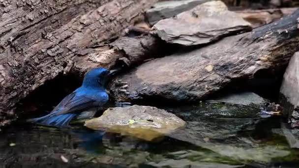 Blue Flycatcher Indocinese Trova Nelle Foreste Pianura Della Thailandia Noto — Video Stock