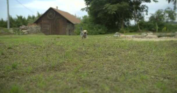 Little Puppy Running Camera — Stock Video