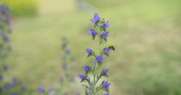 Slo Ecu Abeille Miel Récoltant Pollen Sur Une Fleur — Video