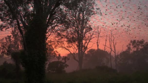 霧の木と頭上を飛んでカラスの殺人とオーストラリアのアウトバックで豪華な鮮やかな日の出 — ストック動画