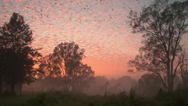 夜明けの霧の中で簡単に立っている馬とオレンジの空に頭上を飛んでカラスの殺人とオーストラリアのアウトバックの見事な日の出 — ストック動画