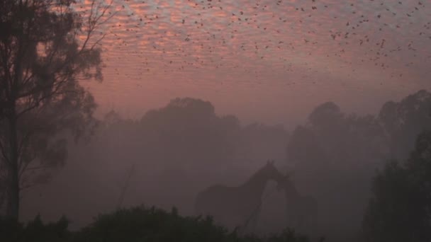 夜明けの霧の中に幽霊のように立っている馬のペアとオレンジの空に頭上を飛んでカラスの殺人とオーストラリアのアウトバックの美しい日の出 — ストック動画