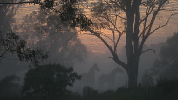 夜明けの霧の中で幽霊のように立って馬のペアでオーストラリアのアウトバックで美しい日の出 — ストック動画
