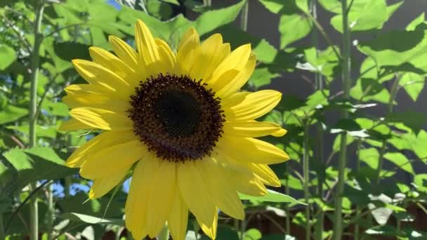 Bright Yellow Summer Sunflower Isolated Green Leafy Background — Stock Video
