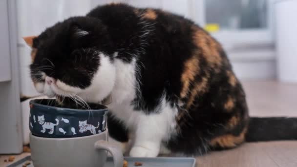 Persian Exotic Cat Enjoying Her Meal Slow Motion — Stock Video