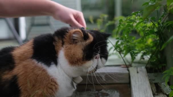 靠近一只毛茸茸的扁脸猫 它正被猫刷在外面慢动作地梳洗着 — 图库视频影像