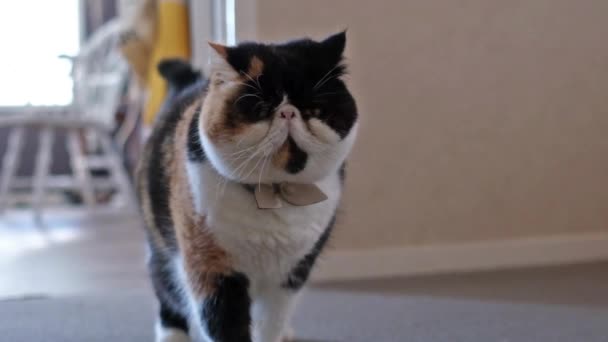 用慢动作表达愤怒的猫 然后把目光移开 波斯异国情调 — 图库视频影像