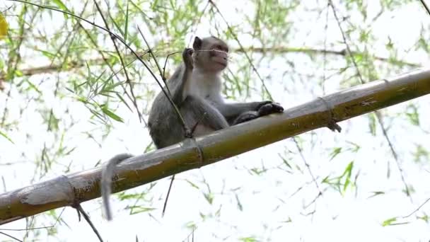 Les Macaques Longue Queue Sont Les Singes Les Faciles Trouver — Video