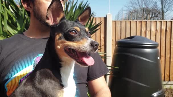 Cute Rescue Puppy Dog Sitting Owners Lap Sunshine Panting — Stock Video