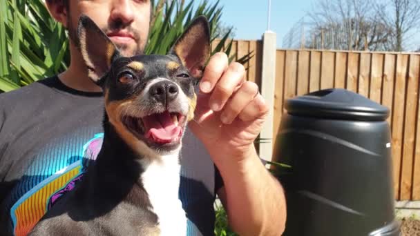 所有者のかわいい犬は太陽の下で庭の鍋に膝をつく スペインの品種Ratonero Bodeguero Andaluz — ストック動画