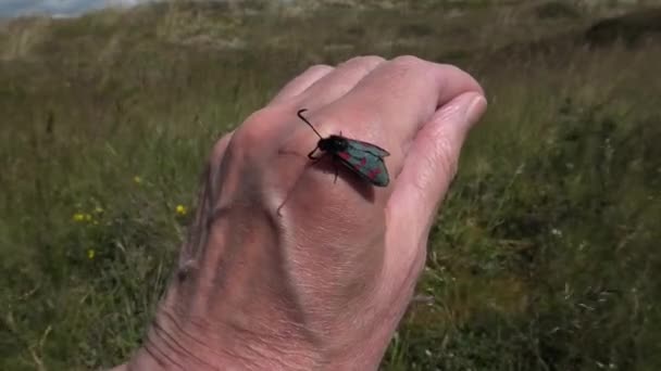 Six Spot Burnet Moth Wylądował Dłoni Bliska — Wideo stockowe