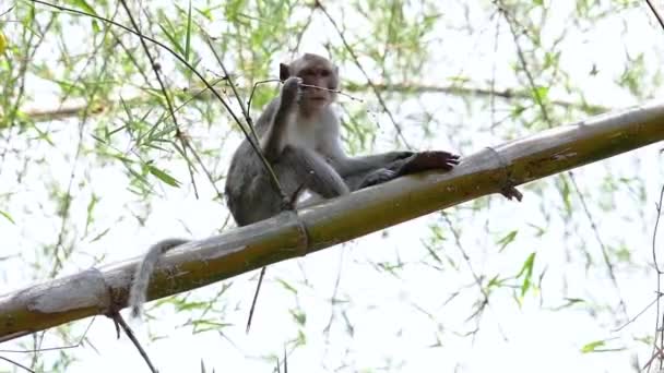 Long Tailed Macaques Easiest Monkeys Find Thailand Present Temple Complexes — Stock Video