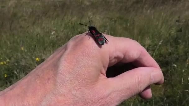 Ένα Εξάσφαιρο Burnet Moth Προσγειώθηκε Ένα Χέρι — Αρχείο Βίντεο