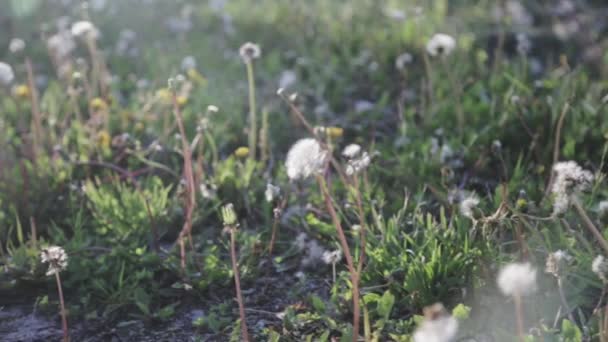 Ett Fält Maskrosor Varm Sommardag — Stockvideo