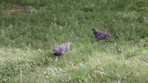 Güneşli Bir Günde Çimlerin Arasında Gezinen Güvercinler — Stok video