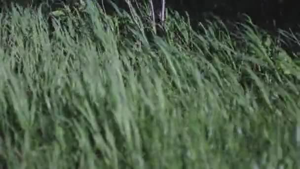 Groot Gras Waait Wind Een Winderige Zomerdag — Stockvideo