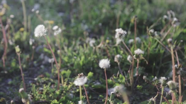 Dandelions Blowing Wind — Stock Video