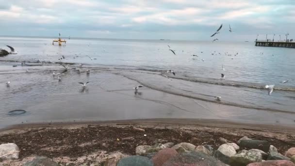 Large Concentration Seagulls Various Seabirds Sea Shore Slowly Fly Away — Stock Video