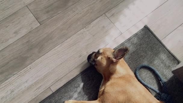 一只可爱的法国小斗牛犬躺在地板上 躺在房子里灰色的地毯上 拖着走出去 看着镜头 对整个情况感到好奇 — 图库视频影像