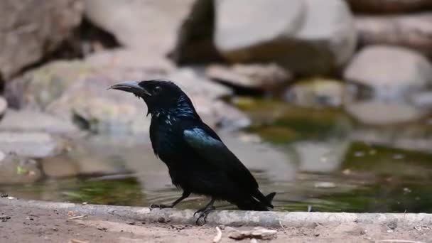 Vlasy Erb Drongo Nebo Pták Asii Rodiny Dicruridae Který Byl — Stock video