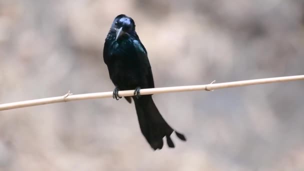 Hair Crested Drongo Lub Jest Ptak Azji Rodziny Dicruridae Który — Wideo stockowe