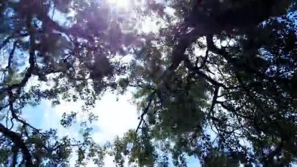 Folhas Árvores Nuvens — Vídeo de Stock