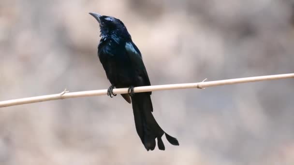 Hair Crested Drongo Lub Jest Ptak Azji Rodziny Dicruridae Który — Wideo stockowe