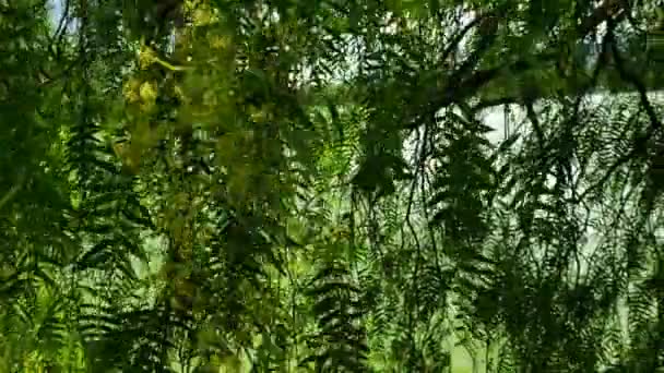 Listoví Stromů Blízkosti Laguny — Stock video