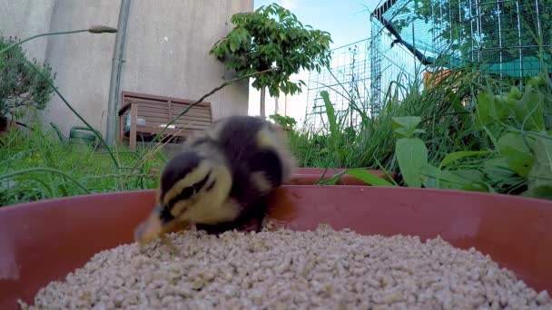 Close Single Mallard Duckling Sitting Food Bowl Eating Duck Food — Stock Video