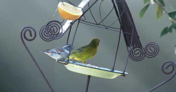 Aves Jardín Disfrutando Comedero Aves Suave Luz Mañana Cerca — Vídeo de stock