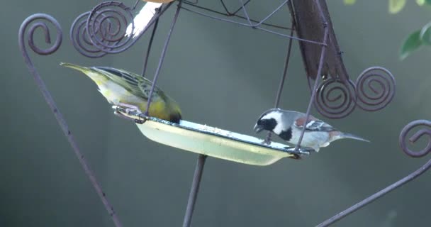 Aves Cantoras Alimentándose Primera Hora Mañana Ciudad Del Cabo Cerca — Vídeos de Stock