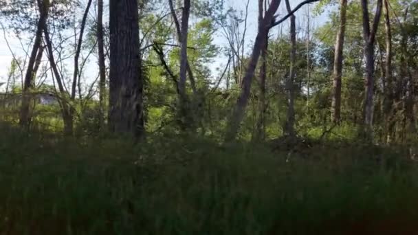 Spacerując Ciemną Ścieżką Podczas Gdy Słońce Świeci Drzewami — Wideo stockowe