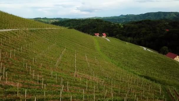 Paysage Aérien Basse Volée Des Vignobles Sur Les Collines Slovenia — Video