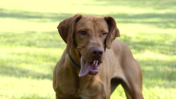 Closeup Pointer Retriever Húngaro Vizsla Virando Rosto Para Câmera Enquanto — Vídeo de Stock