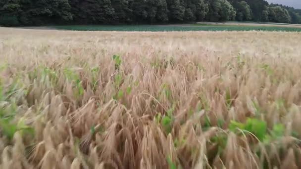 Disparo Dron Bajo Campo Trigo Oro Cerca Del Bosque Verde — Vídeos de Stock