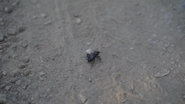 Zeitlupe Eines Großen Schwarzen Käfers Cyanescens Der Auf Einem Staubigen — Stockvideo