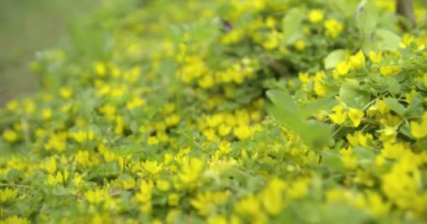 Лісімахія Квітка Проказа Крупним Планом Жовті Квіти — стокове відео