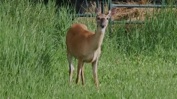 Female Deer Grazing Lush Green Grass Front Metal Fence — Stock Video