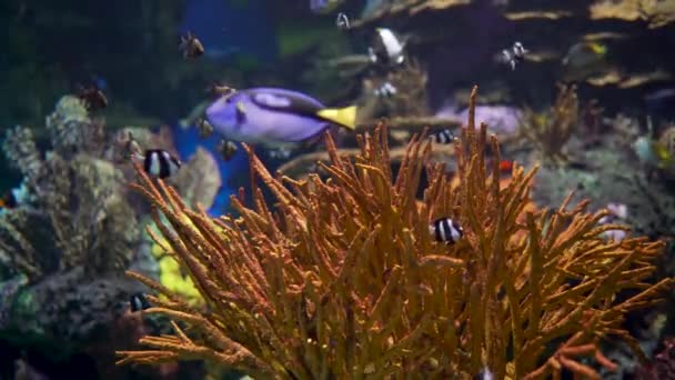 Stort Akvarium Dekorerat Med Ett Korallrev Med Tropiska Fiskar Sköldpaddor — Stockvideo