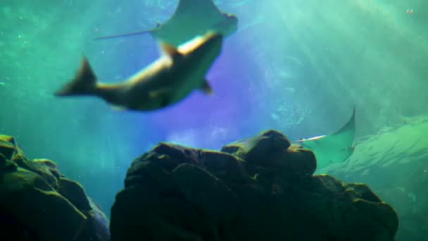 Stort Akvarium Dekorerat Med Ett Korallrev Med Tropiska Fiskar Sköldpaddor — Stockvideo