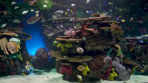Великий Акваріум Прикрашений Кораловим Рифом Тропічними Рибами Черепахами Скачками Багато — стокове відео